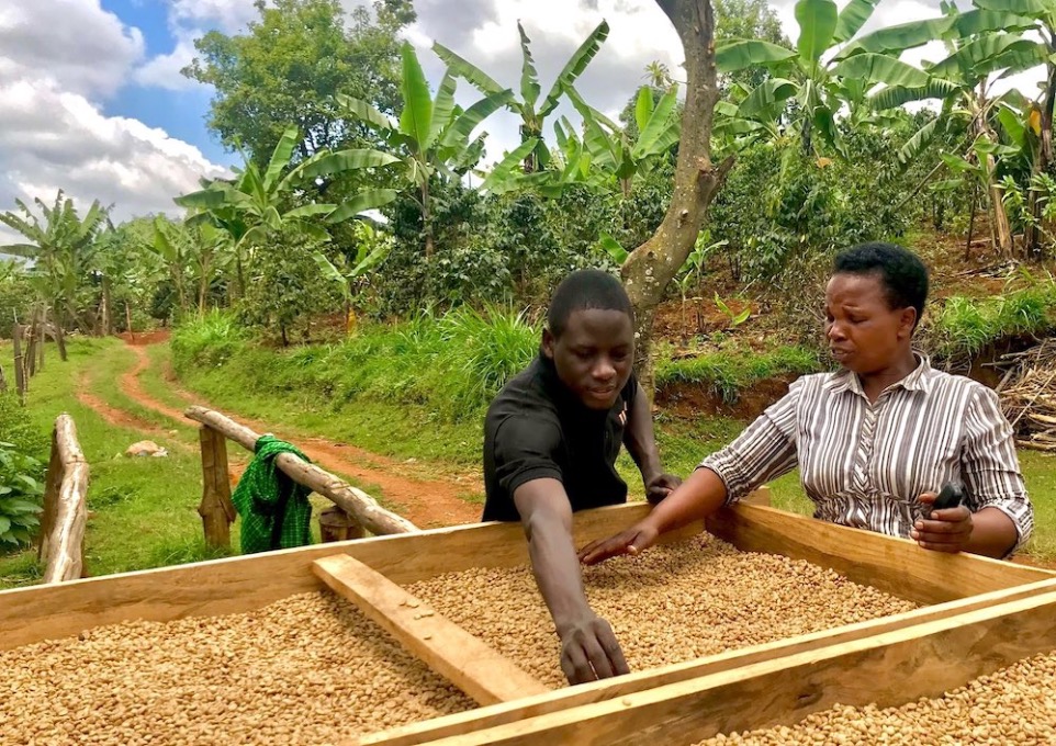 Two african farmers checking dried coffee beans