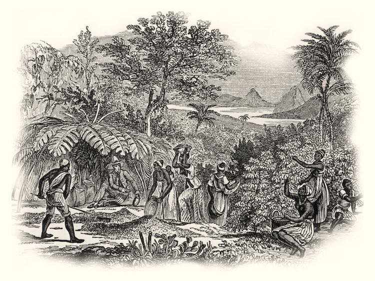 Old print showing african slaves working in coffee plantation